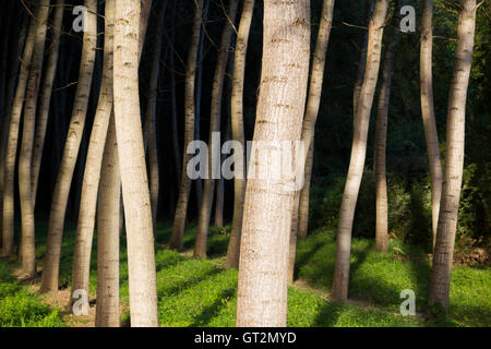 Pappeln / Baumstämme in ordentlichen Reihen und Spalten für die Forstwirtschaft angebaut / nachhaltige Quelle für Holz. Stockfoto