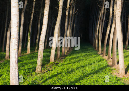 Pappeln / Baumstämme in ordentlichen Reihen und Spalten für die Forstwirtschaft angebaut / nachhaltige Quelle für Holz. Stockfoto