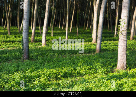 Pappeln / Baumstämme in ordentlichen Reihen und Spalten für die Forstwirtschaft angebaut / nachhaltige Quelle für Holz. Stockfoto