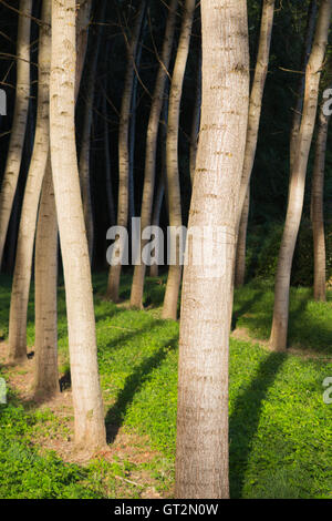 Pappeln / Baumstämme in ordentlichen Reihen und Spalten für die Forstwirtschaft angebaut / nachhaltige Quelle für Holz. Stockfoto