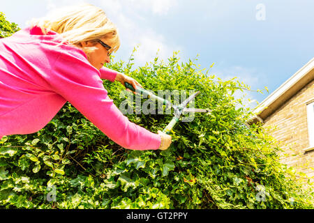 Mittels Schere schneiden der Hecke schneiden Gartenbau Gärtner Scheren