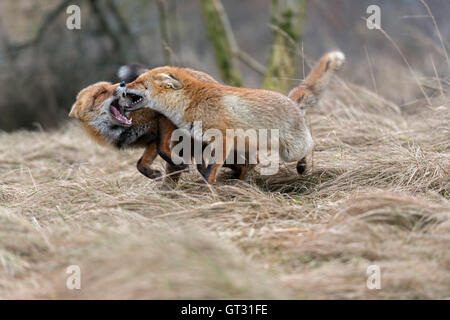 Rote Füchse / Rotfuechse (Vulpes Vulpes) laufen nebeneinander, jagen, kämpfen, beißen, territoriale Verhalten zeigen. Stockfoto