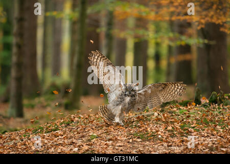 Großhorneule / Tigereule / Virginia-Uhu ( Bubo virginianus ) im aggressiven Jagdflug in einem herbstlichen Wald, USA. Stockfoto