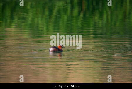 Wenig Grebe Ente, Tachybaptus Ruficollis in der Zucht Gefieder auf dem Fluss schwimmen Stockfoto