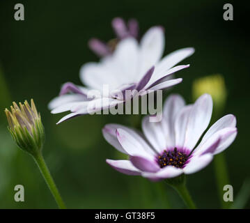 Schöne Nahaufnahme Bild White Cape Daisy Blume Stockfoto