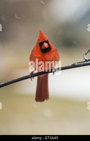 Männliche nördlichen Kardinal im Schneedusche Stockfoto