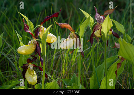 Damen Slipper Orchidee Gangart Schubkarren National Nature Reserve, Arnside, Cumbria, UK Stockfoto