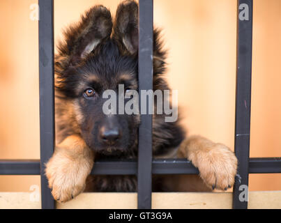 Unglückliche Welpen im Tierheim Stockfoto