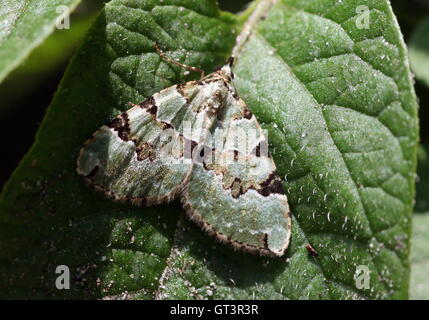 Europäische Grüne Teppich Moth (Colostygia Pectinataria - Geometridae) Stockfoto