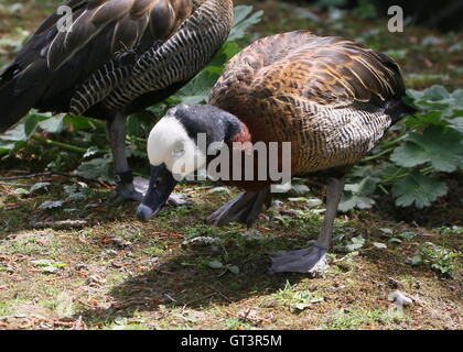 Tropischen White-faced pfeifende Ente (Dendrocygna Viduata) Stockfoto