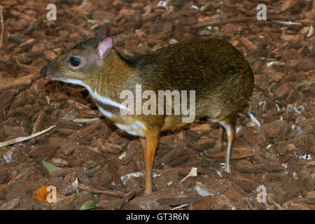 Southeast Asian Java Maus-Rotwild oder Javan Chevrotain (Tragulus Javanicus), eines der kleinsten Huftiere in der Welt Stockfoto