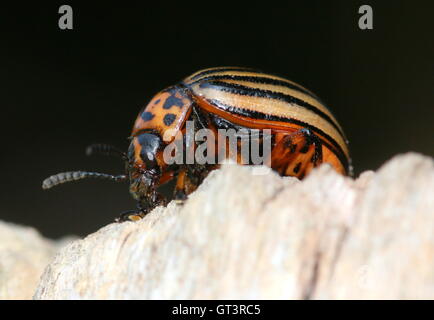 Colorado Kartoffel Käfer (Leptinotarsa Decemlineata) eine schädlichsten invasiven Arten in Europa Stockfoto