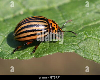 Colorado Kartoffel Käfer (Leptinotarsa Decemlineata) eine schädlichsten invasiven Arten in Europa Stockfoto