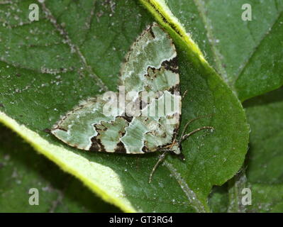 Europäische Grüne Teppich Moth (Colostygia Pectinataria - Geometridae) Stockfoto