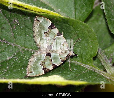 Europäische Grüne Teppich Moth (Colostygia Pectinataria - Geometridae) Stockfoto