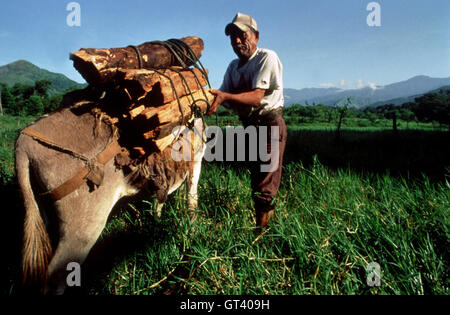 Holzfäller in Ixtlan de Juarez, Oaxaca, Mexiko Stockfoto