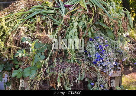 Überquellenden garten Abfälle auf einem komposthaufen Stockfoto