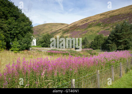 Chamerion Angustifolium. Rosebay Weidenröschen Blüte im Spätsommer in der schottischen grenzt an Land. Schottland Stockfoto