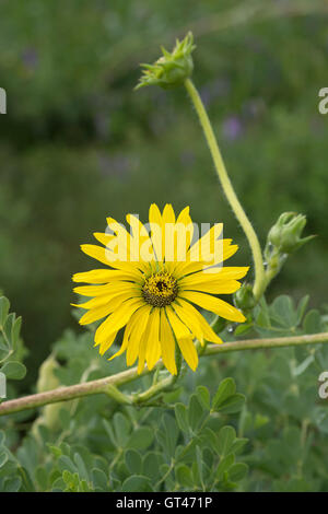 Silphium Laciniatum. Kompass-Pflanze Blume Stockfoto