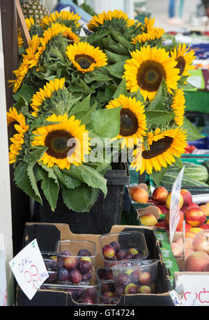 Helianthus Annuus. Sonnenblumen für den Verkauf auf einen Obst und Gemüse Stall. UK Stockfoto