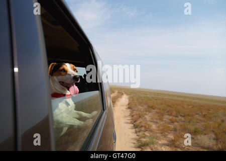 Glücklicher Hund im Auto Stockfoto