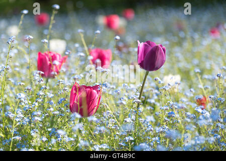 Bunte Tulpen in einem Feld von Blumen Vergissmeinnicht Stockfoto