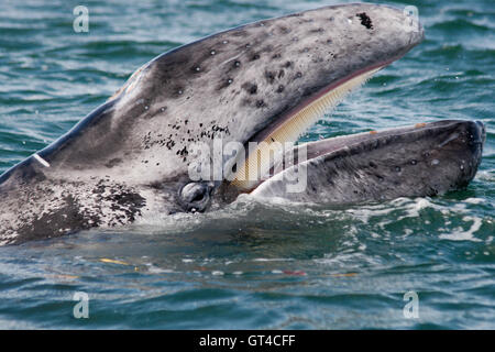 Baby-Grauwal Belag mit Mund öffnen Angeberei seine barten in der Magdalena Bay, Baja, Mexiko Stockfoto