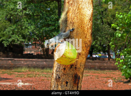 Eichhörnchen oder kleine Gong, Kleinsäuger, die ursprünglich aus den tropischen Wäldern in Thailand, Variable Eichhörnchen, Pallas Eichhörnchen Stockfoto