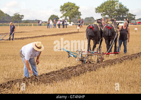 British & World Championships in Crockey Pflügen Hügel York September 2016 Stockfoto