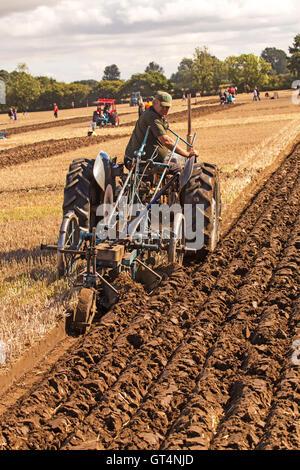 British & World Championships in Crockey Pflügen Hügel York September 2016 Stockfoto