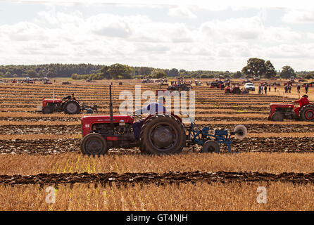 British & World Championships in Crockey Pflügen Hügel York September 2016 Stockfoto