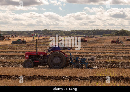 British & World Championships in Crockey Pflügen Hügel York September 2016 Stockfoto