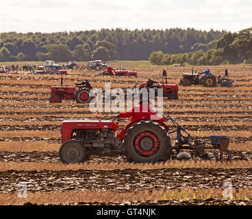 British & World Championships in Crockey Pflügen Hügel York September 2016 Stockfoto