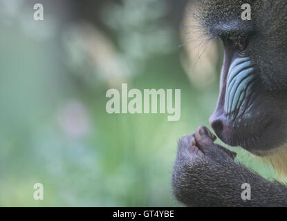 Berlin, Deutschland. 9. September 2016. Ein Mandrill riecht an etwas Essbares in der Zoologische Garten in Berlin, Deutschland, 9. September 2016. Foto: PAUL ZINKEN/Dpa/Alamy Live News Stockfoto