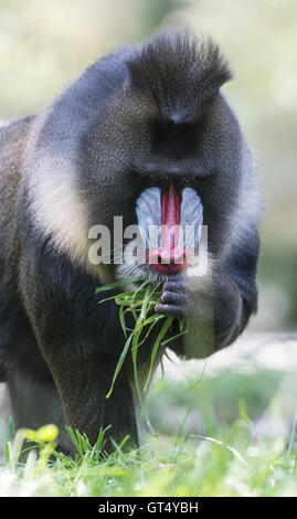 Berlin, Deutschland. 9. September 2016. Ein Mandrill frisst Grass an der Zoologische Garten in Berlin, Deutschland, 9. September 2016. Foto: PAUL ZINKEN/Dpa/Alamy Live News Stockfoto