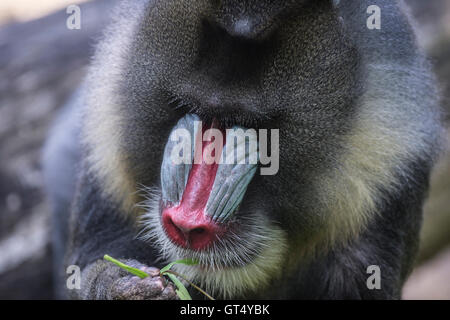 Berlin, Deutschland. 9. September 2016. Ein Mandrill frisst Grass an der Zoologische Garten in Berlin, Deutschland, 9. September 2016. Foto: PAUL ZINKEN/Dpa/Alamy Live News Stockfoto