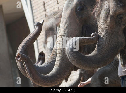 Berlin, Deutschland. 9. September 2016. Elefanten heben ihre Stämme während den öffentlichen Feed unter der Zoologische Garten in Berlin, Deutschland, 9. September 2016. Foto: PAUL ZINKEN/Dpa/Alamy Live News Stockfoto