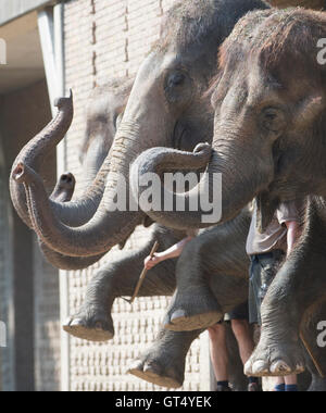 Berlin, Deutschland. 9. September 2016. Elefanten heben ihre Stämme während den öffentlichen Feed unter der Zoologische Garten in Berlin, Deutschland, 9. September 2016. Foto: PAUL ZINKEN/Dpa/Alamy Live News Stockfoto