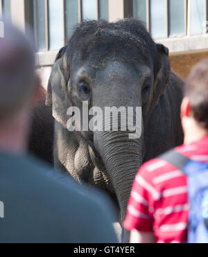 Berlin, Deutschland. 9. September 2016. Ein Elefant in den öffentlichen Feed unter der Zoologische Garten in Berlin, Deutschland, 9. September 2016. Foto: PAUL ZINKEN/Dpa/Alamy Live News Stockfoto