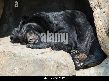 Berlin, Deutschland. 9. September 2016. Eine asiatische Schwarzbär schläft in die wärmende Sonne auf der Zoologische Garten in Berlin, Deutschland, 9. September 2016. Foto: PAUL ZINKEN/Dpa/Alamy Live News Stockfoto