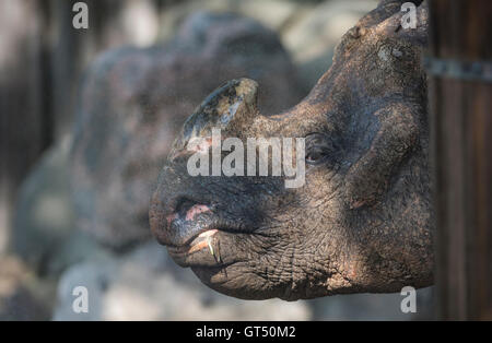 Berlin, Deutschland. 9. September 2016. Ein Nashorn im Zoologischen Garten in Berlin, Deutschland, 9. September 2016. Foto: PAUL ZINKEN/Dpa/Alamy Live News Stockfoto