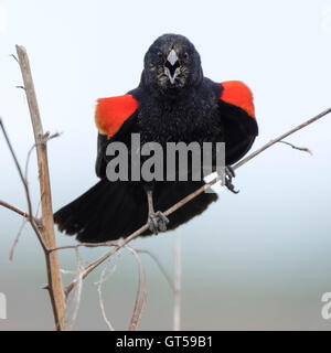 Wütend Blackbird Stockfoto