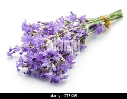 Blumenstrauß Lavandula oder Lavendel isoliert auf weißem Hintergrund. Stockfoto