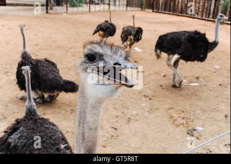 Oudtshoorn ist die größte Stadt in der kleinen Karoo-Region in Südafrika. Beherbergt die weltweit größte Strauß Bevölkerung. Stockfoto