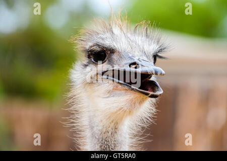 Oudtshoorn ist die größte Stadt in der kleinen Karoo-Region in Südafrika. Beherbergt die weltweit größte Strauß Bevölkerung. Stockfoto