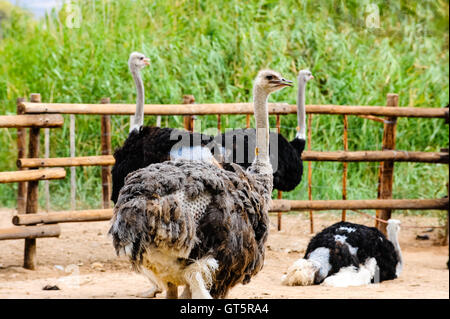 Oudtshoorn ist die größte Stadt in der kleinen Karoo-Region in Südafrika. Beherbergt die weltweit größte Strauß Bevölkerung. Stockfoto