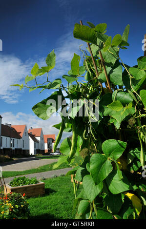 Gemüsebeet in Wohnsiedlung Stockfoto