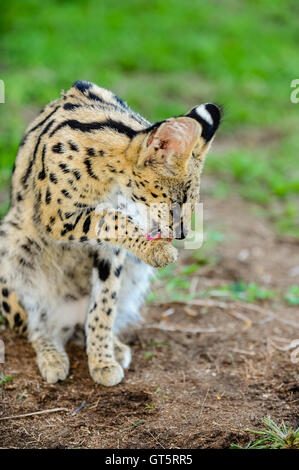 Serval am Emdoneni Katze Rehabilitationszentrum in Südafrika, welche für wilde Katzen sorgen soll. Stockfoto