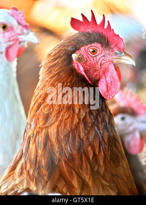 Hühner auf traditionelle Freilandhaltung Geflügelfarm. Stockfoto