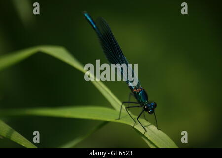 Demoiselle männlichen Damselfly, Calopteryx Splendens am Grashalm im Dunham Massey, Altrincham, UK gebändert. Stockfoto